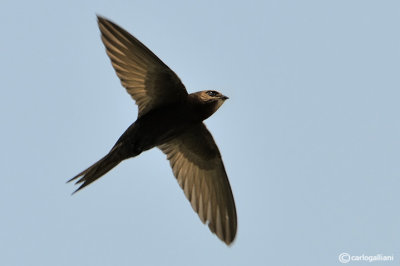 Rondone-	Common Swift (Apus apus)