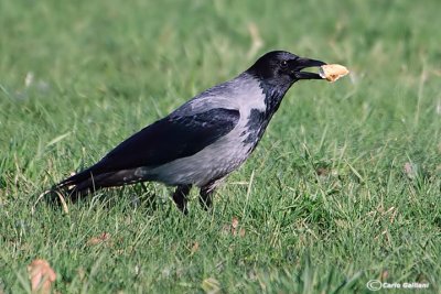 Cornacchia grigia -Hooded Crow (Corvus cornix)