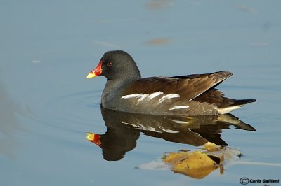 Gallinella d'acqua-Common Moorhen  (Gallinula chloropus)