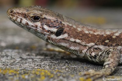 Lucertola muraiola -Common Wall Lizard  (Podarcis muralis)