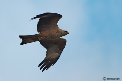 Nibbio bruno (Milvus migrans)