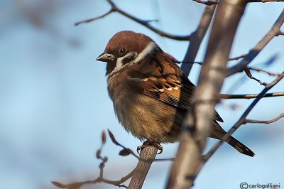 Passera mattugia -Eurasian Tree Sparrow (Passer montanus)