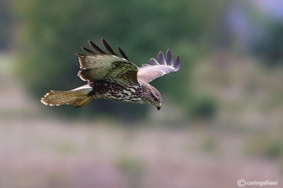 Poiana-Common Buzzard (Buteo buteo)