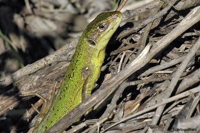 Ramarro occidentale- Western Green Lizard  (Lacerta bilineata)