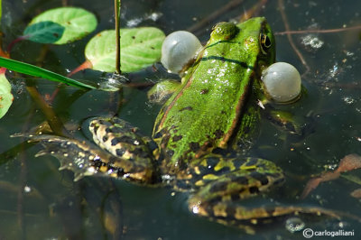 Rana verde-Green Frog (Pelophylax kl. sp.)