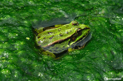 Rana verde-Green Frog (Pelophylax kl. sp.)