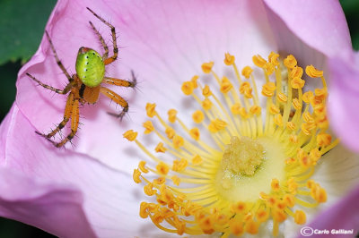 Arianella cucurbitina