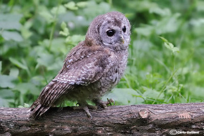 Allocco-Tawny Owl  (Strix aluco)