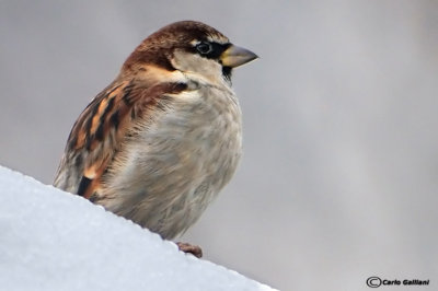 Passera dItalia -Italian Sparrow(Passer italiae )