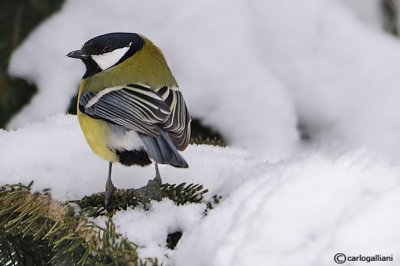 Cinciallegra -Great Tit (Parus major)