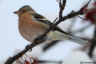 Fringuello-	Chaffinch (Fringilla coelebs)