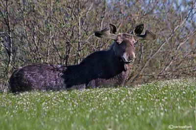 Alce-Elk (Alce alces)