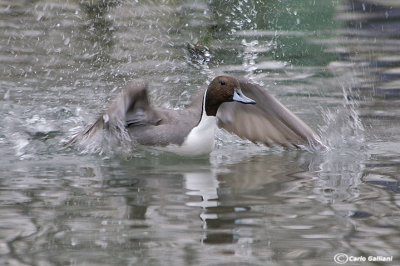 Codone-Northern Pintail  (Anas acuta)