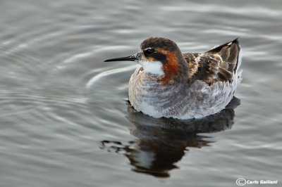 Falaropo beccosottile-Red-necked Phalarope (Phalaropus lobatus)