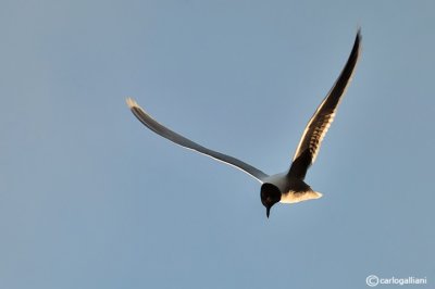 Gabbianello-Little Gull (Larus minutus)