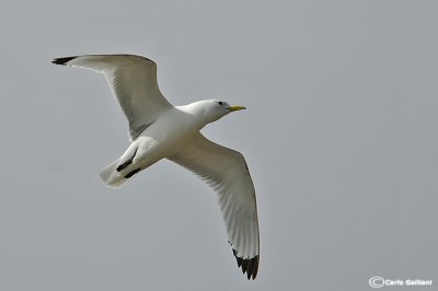 Gabbiano tridattilo-Kittiwake (Rissa tridactyla)