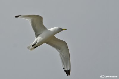 Gabbiano tridattilo-Kittiwake  (Rissa tridactyla)