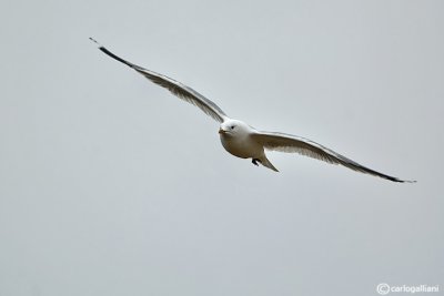 Gavina -Common Gull (Larus canus)