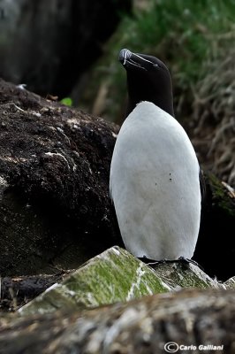 Gazza marina-Razorbill (Alca torda)