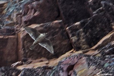 Girfalco-  Gyrfalcon (Falco rusticolus)