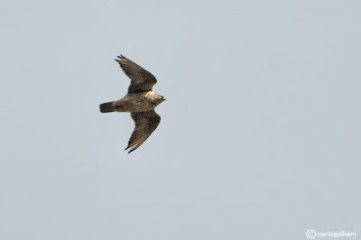 Girfalco-  Gyrfalcon (Falco rusticolus)