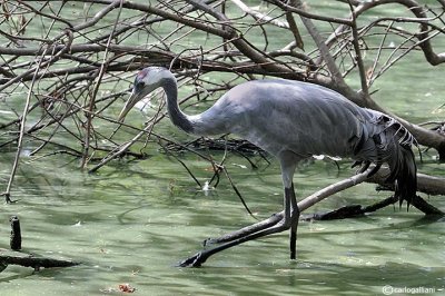 Gru- Common Crane (Grus grus)