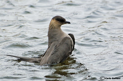 Labbo- Arctic Skua (Stercorarius parasiticus)