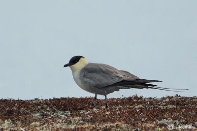 Labbo codalunga- Long-tailed Skua (Stercorarius longicaudus)