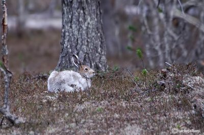 Lepre alpina-Mountain Hare (Lepus timidus)