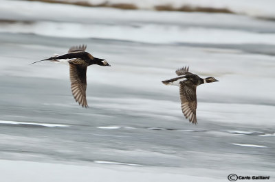 Moretta codona-Long-tailed Duck  (Clangula hyemalis)