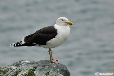 Mugnaiaccio-Great Black-backed Gull  (Larus marinus)