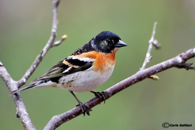 Peppola- Brambling (Fringilla montifringilla)