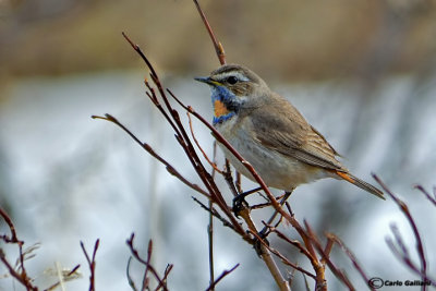 Pettazzurro-Bluethroat (Luscinia svecica)