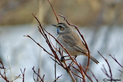 Pettazzurro-Bluethroat (Luscinia svecica)