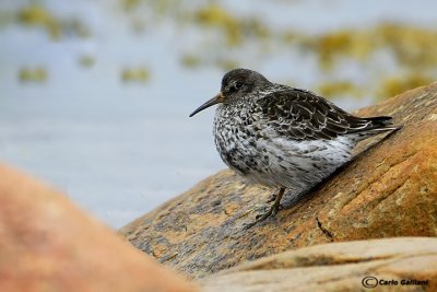 Piovanello violetto-Purple Sandpiper (Calidris maritima)