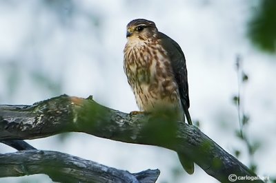 Smeriglio- Merlin (Falco columbarius)