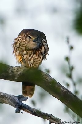 Smeriglio- Merlin (Falco columbarius)