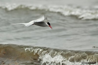 Sterna artica-Arctic Tern (Sterna paradisaea)