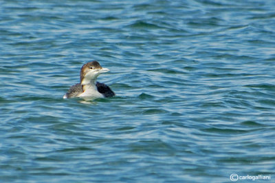 Strolaga maggiore-Great Northern Diver (Gavia immer)