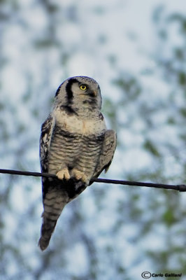 Ulula-Northern Hawk Owl  (Surnia ulula)