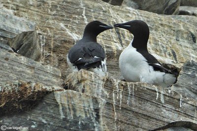 Uria di Brünnich-Brünnich's Guillemot (Uria lomvia)