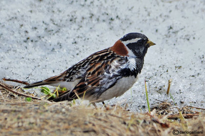 Zigolo di Lapponia- Lapland Bunting (Calcarius lapponicus)