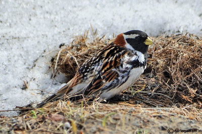 Zigolo di Lapponia- Lapland Bunting (Calcarius lapponicus)