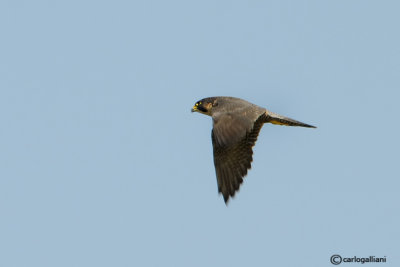 Falco pellegrino- Peregrine (Falco peregrinus)