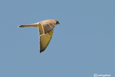 Gheppio -Eurasian Kestrel  (Falco tinnunculus)