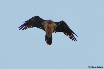 Gipeto- Lammergeier (Gypaetus barbatus)