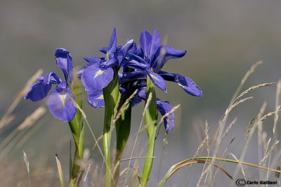 Iris lathyfolia