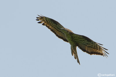 Falco pecchiaiolo -Honey Buzzard (Pernis apivorus)