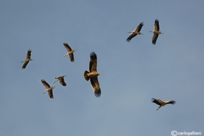 Aquila imperiale (Aquila heliaca)