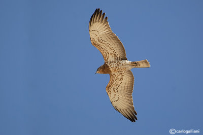 Biancone-Short-toed Eagle (Circaetus gallicus)
